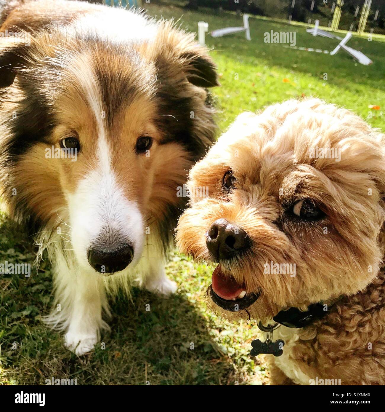 Happy doggies Stock Photo
