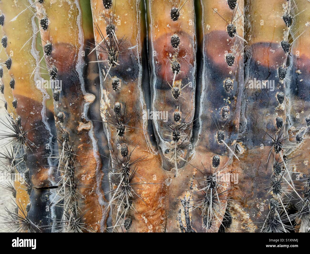 Detail of dead saguaro cactus in arizona - Smartphone Captured Stock Image