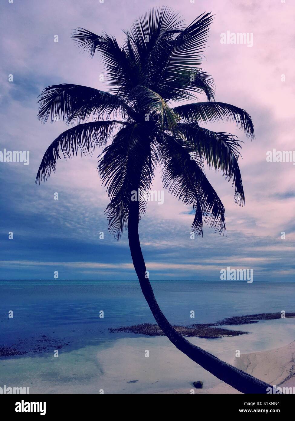 Palm tree on beach in San Pedro, Ambergris Caye, Belize - Smartphone Captured Stock Image