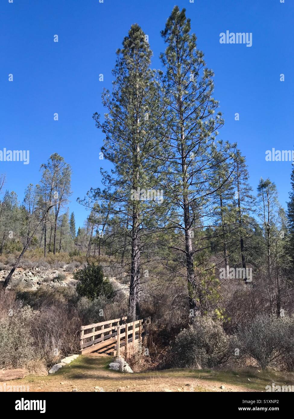 Bridge over Traverse Creek and pine trees near Georgetown, California - Smartphone Captured Stock Image