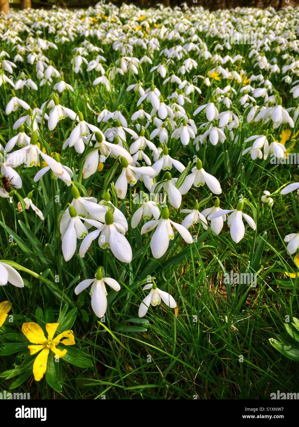 Snowdrops - Smartphone Captured Stock Image