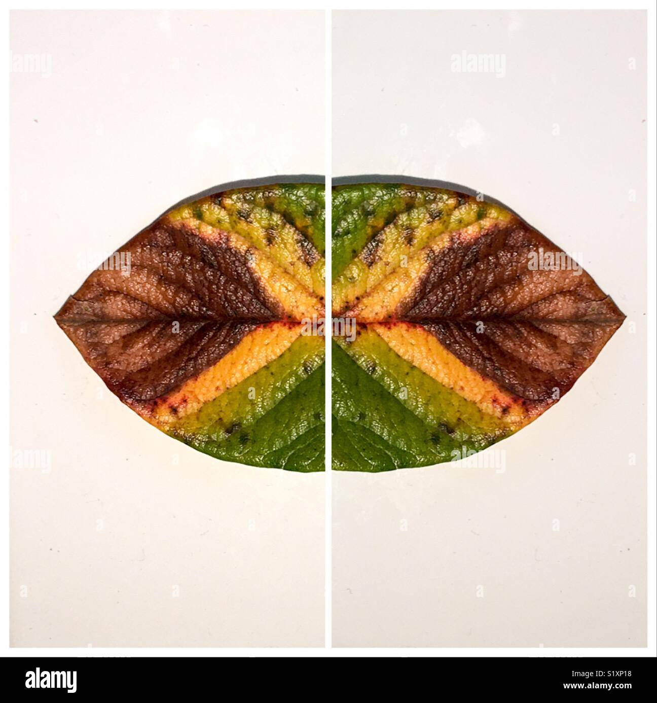 Leaf double exposure to resemble Jamaican flag and lips - Smartphone Captured Stock Image