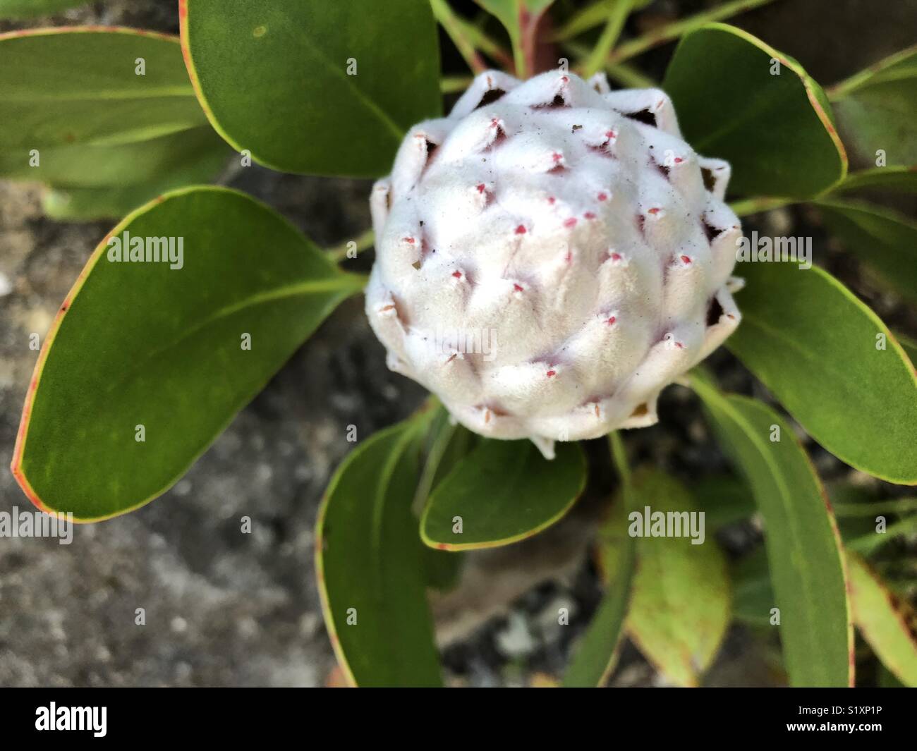 White Australian flower like artichoke Stock Photo