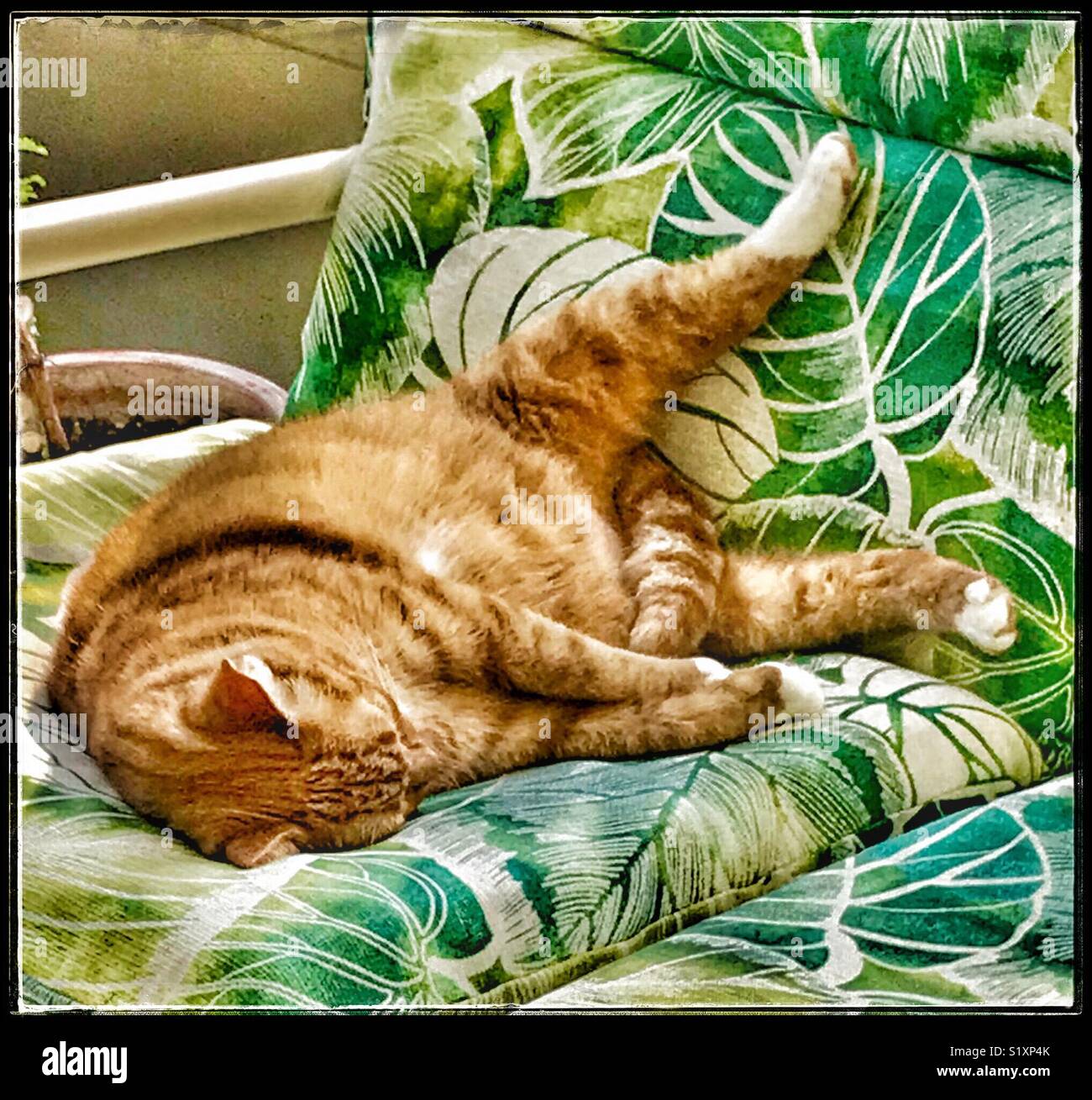 Cat-laxing: an orange ginger cat relaxing with tail between open legs - Smartphone Captured Stock Image