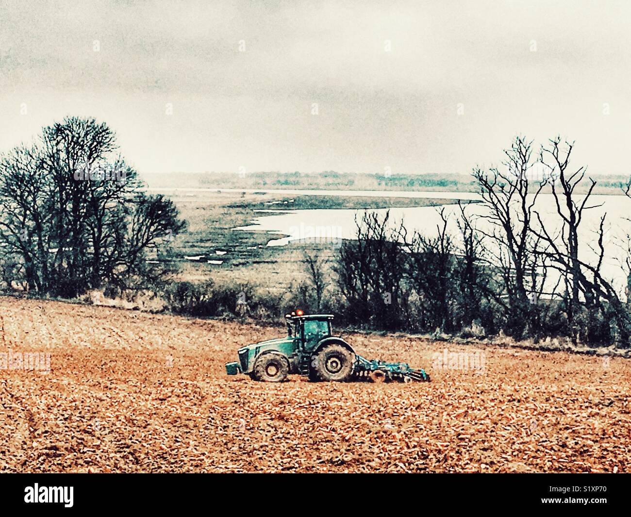 Food waste! Discarded carrot crop, Ramsholt, Suffolk, England. - Smartphone Captured Stock Image