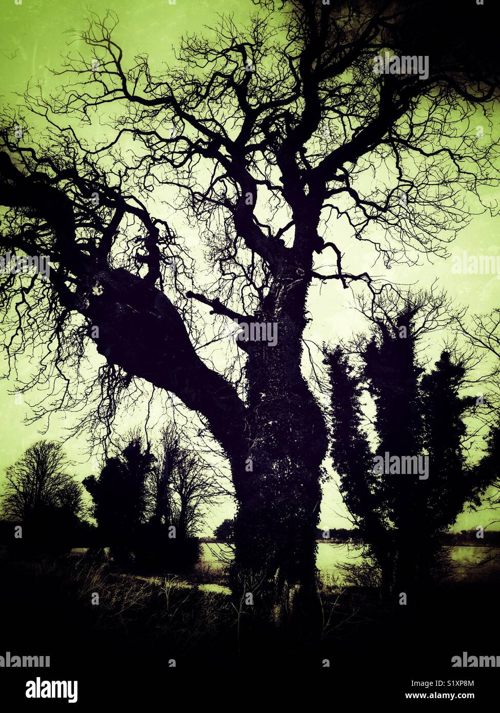 Spooky trees Ramsholt Suffolk England Stock Photo