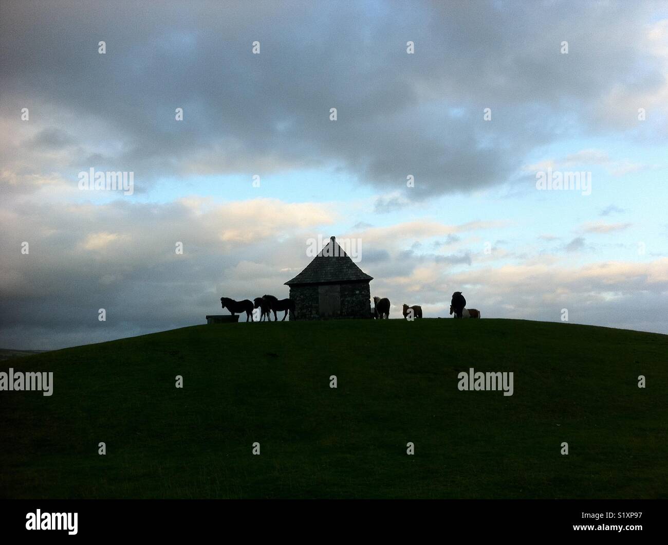 Dartmoor ponies silhouetted at dusk - Smartphone Captured Stock Image