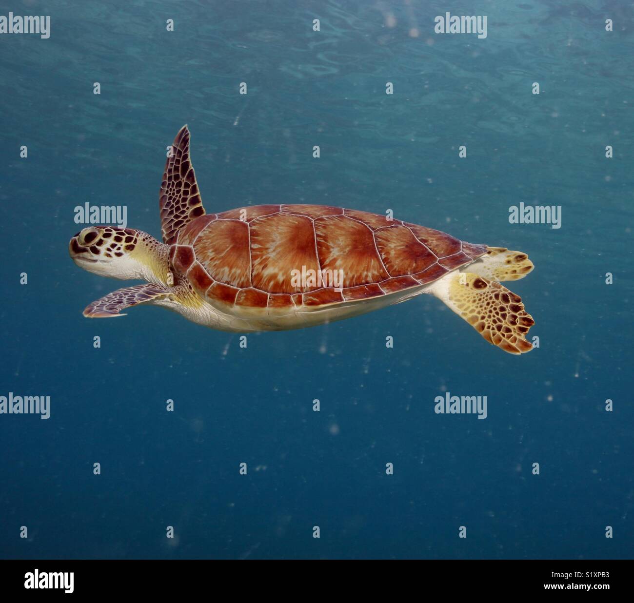 A sea turtle swims in Maho Bay on the Island of St . John in the U.S. Virgin Islands. - Smartphone Captured Stock Image