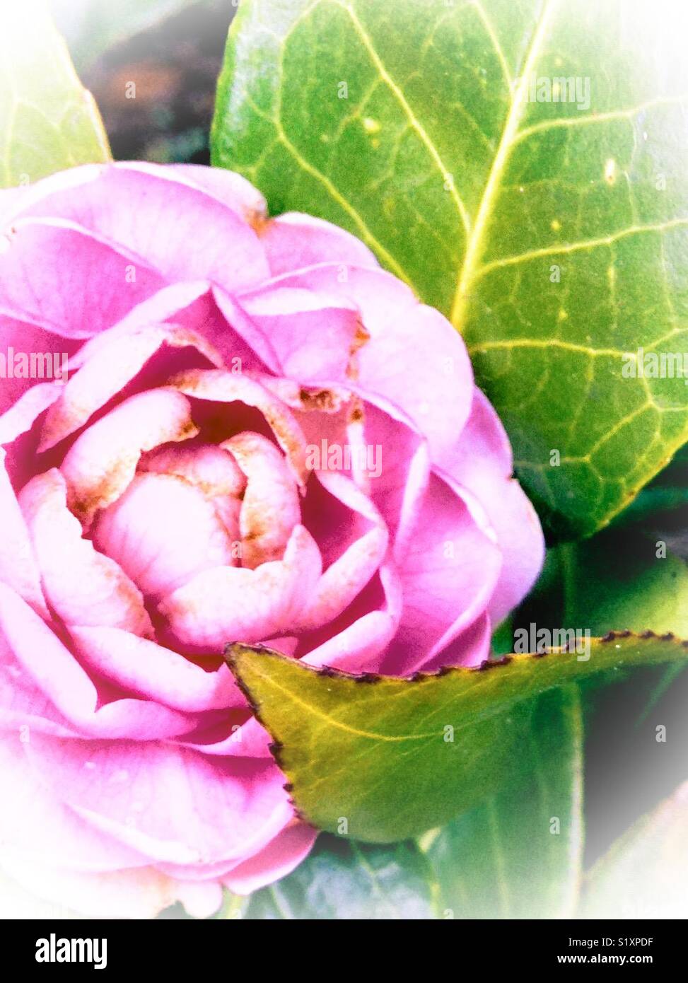 Leaf curves over pink rose-like camellia - Smartphone Captured Stock Image