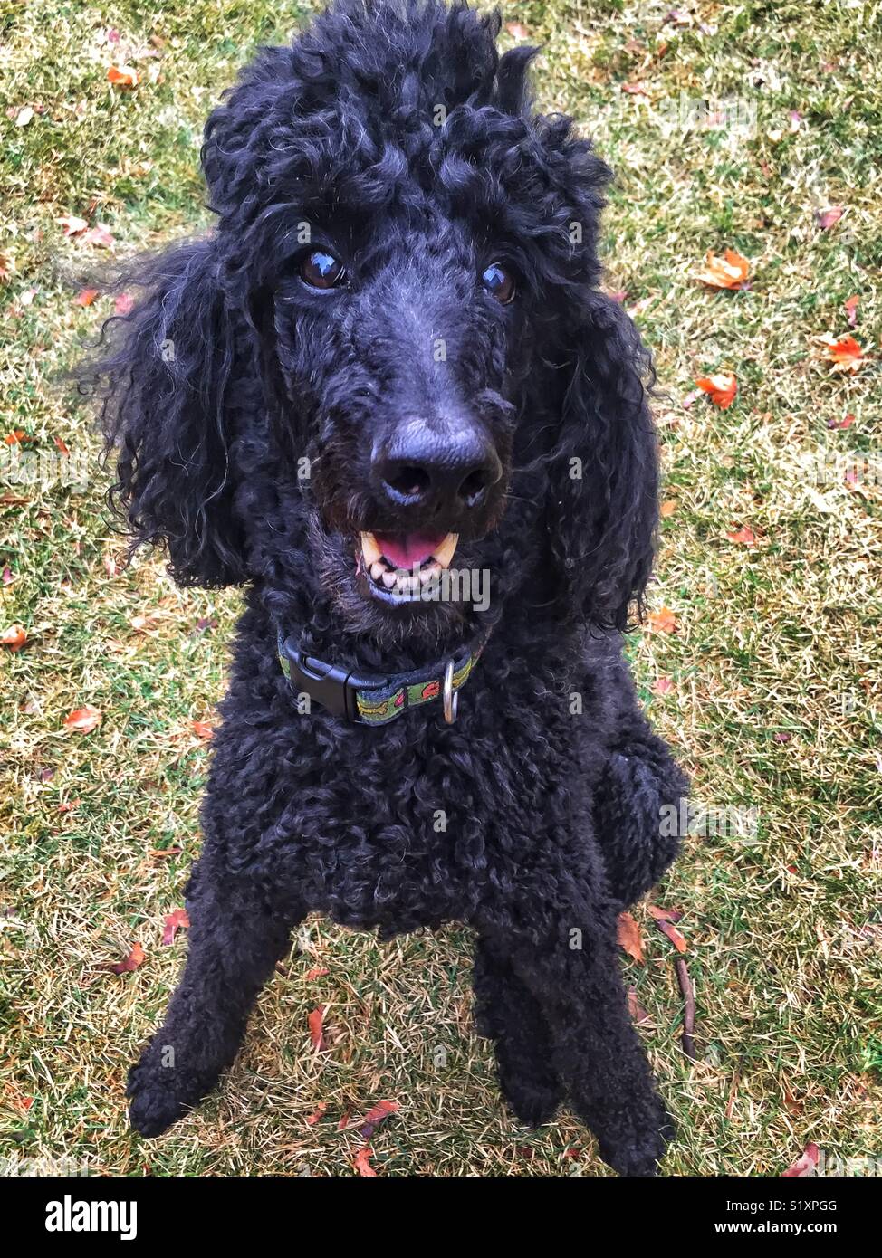 Black Standard Poodle Stock Photos Black Standard Poodle