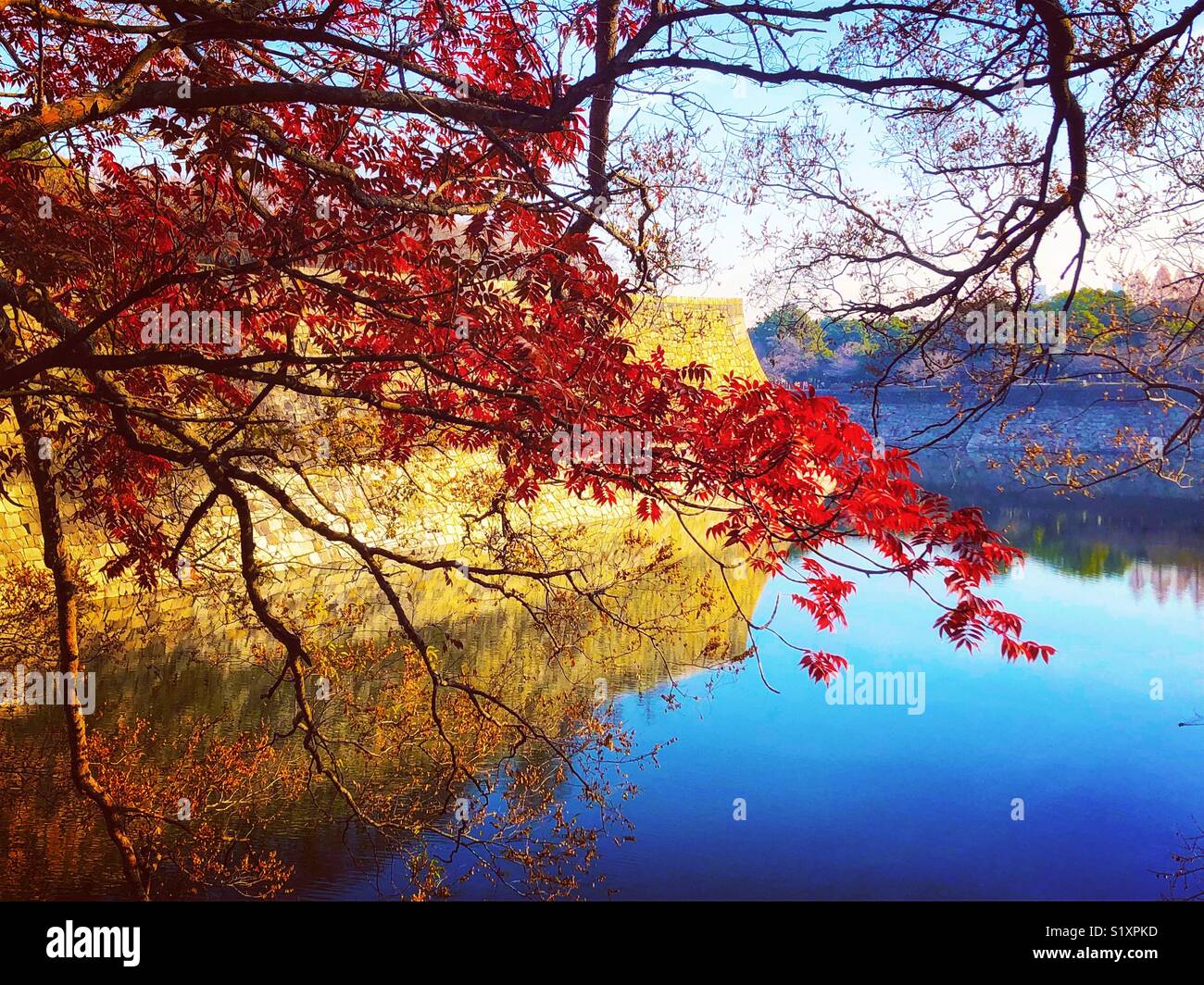 Red Fall Foliage in front of the moat of the Imperial Palace in Osaka, Japan - Smartphone Captured Stock Image