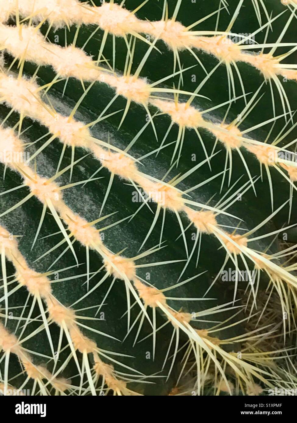 Cactus surface. - Smartphone Captured Stock Image