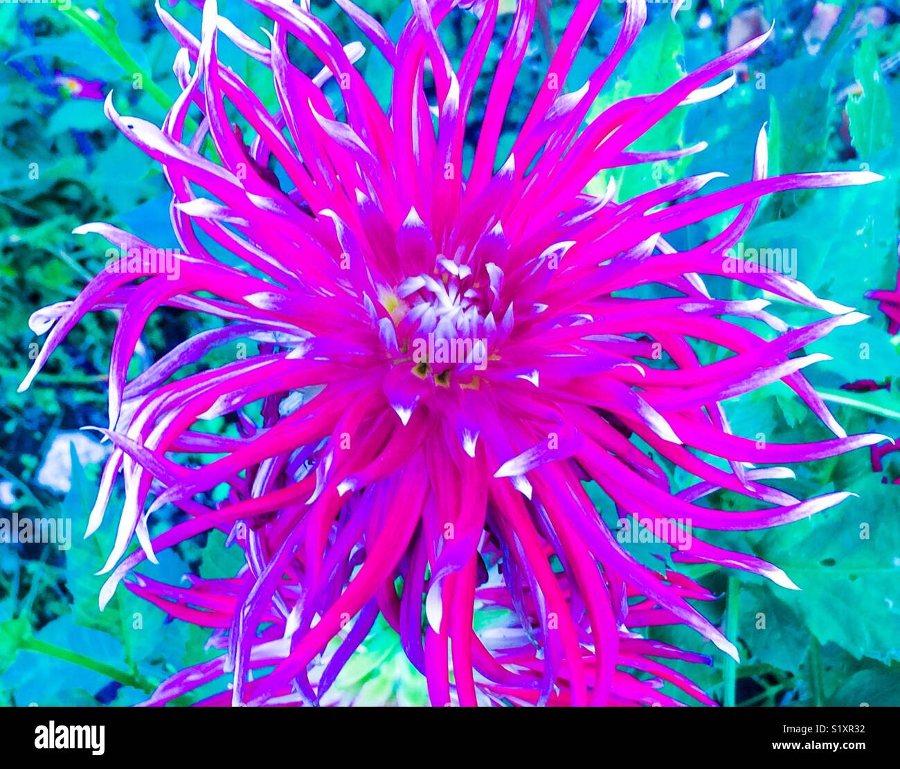 Spider dahlia flower flower Stock Photo