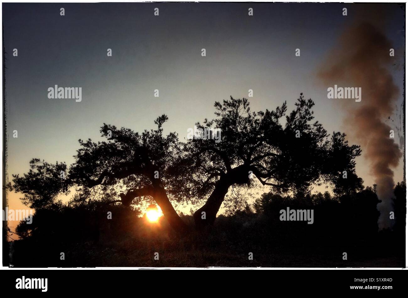 Early morning olive pruning bonfire, Catalonia, Spain. - Smartphone Captured Stock Image