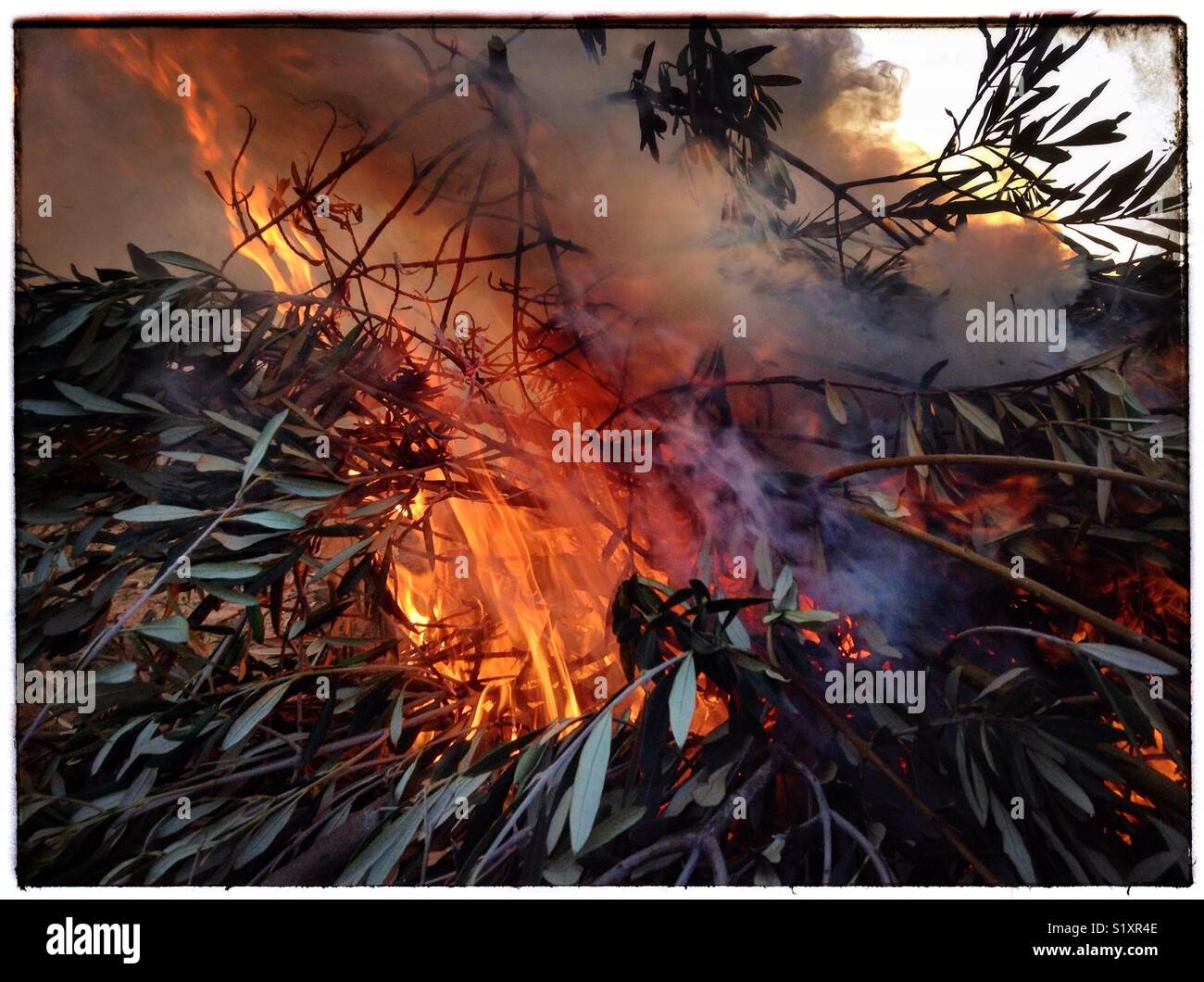 Early morning olive pruning bonfire, Catalonia, Spain. - Smartphone Captured Stock Image