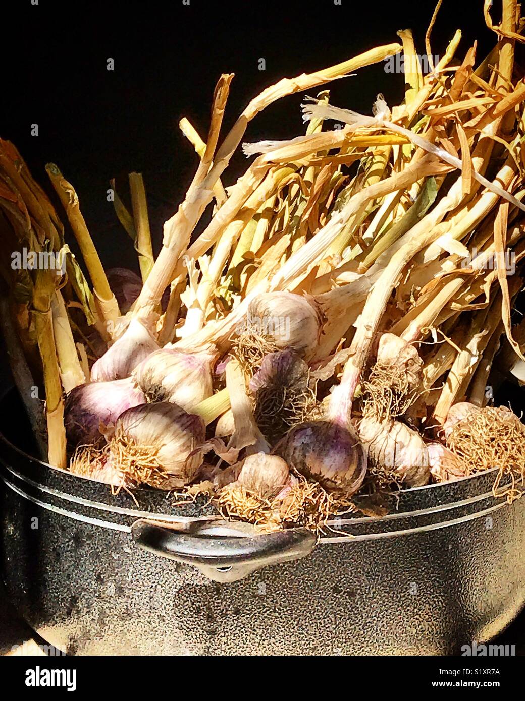 Garlic in Oaxaca, Mexico Stock Photo Alamy
