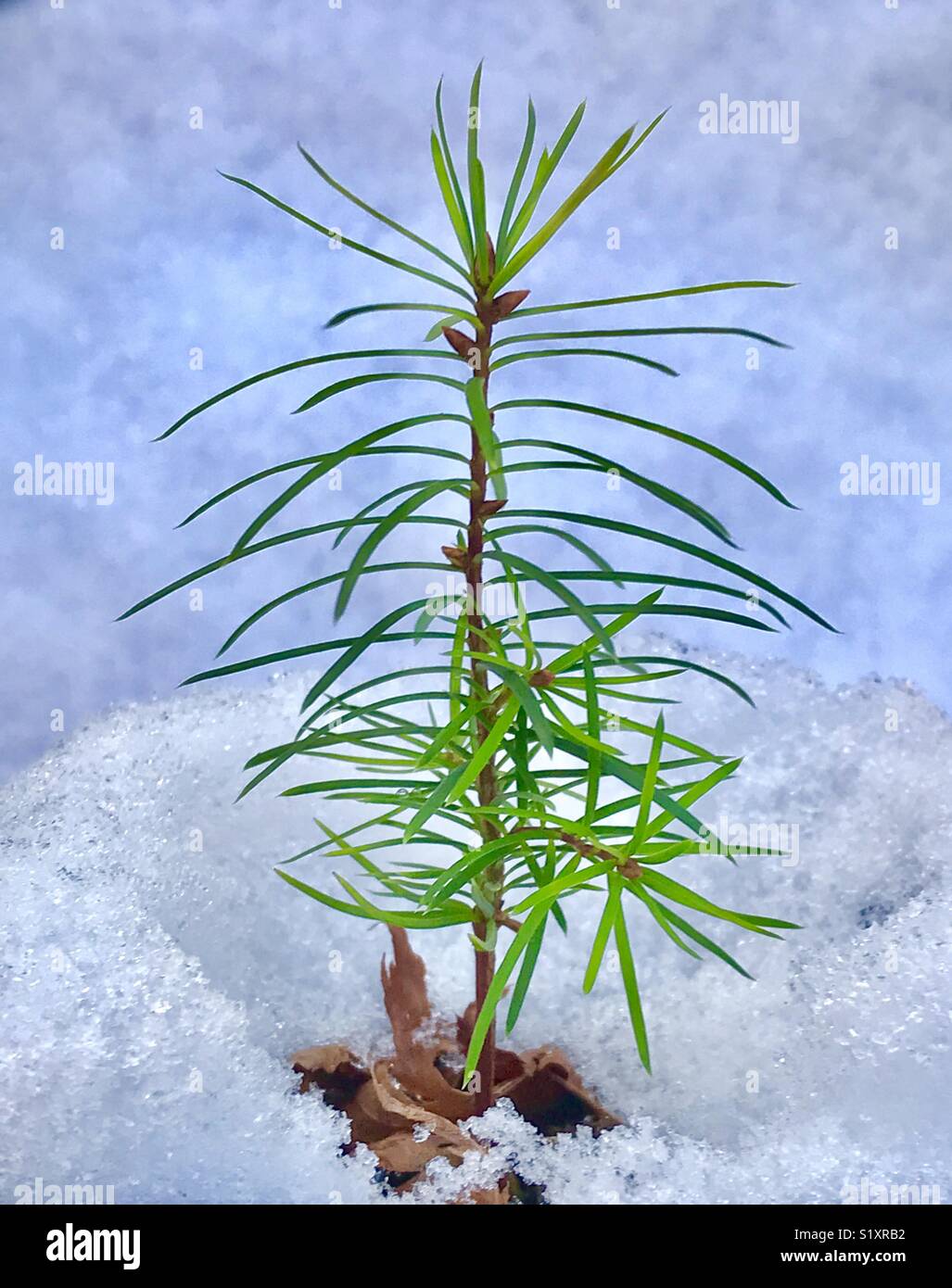 Douglas Fir tree seedling growing up through snow, Seattle Stock Photo
