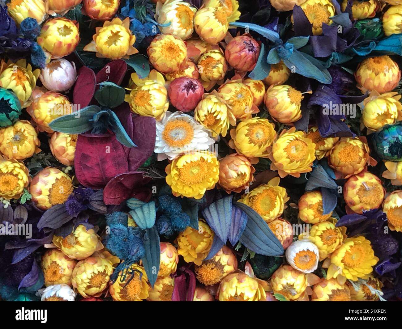 Real Longlasting flowers-bunch of dry flower bouquet, globe amaranth aka vada malli-colourful Dried Australian native paper daisy flower aka golden everlasting or Strawflower Stock Photo