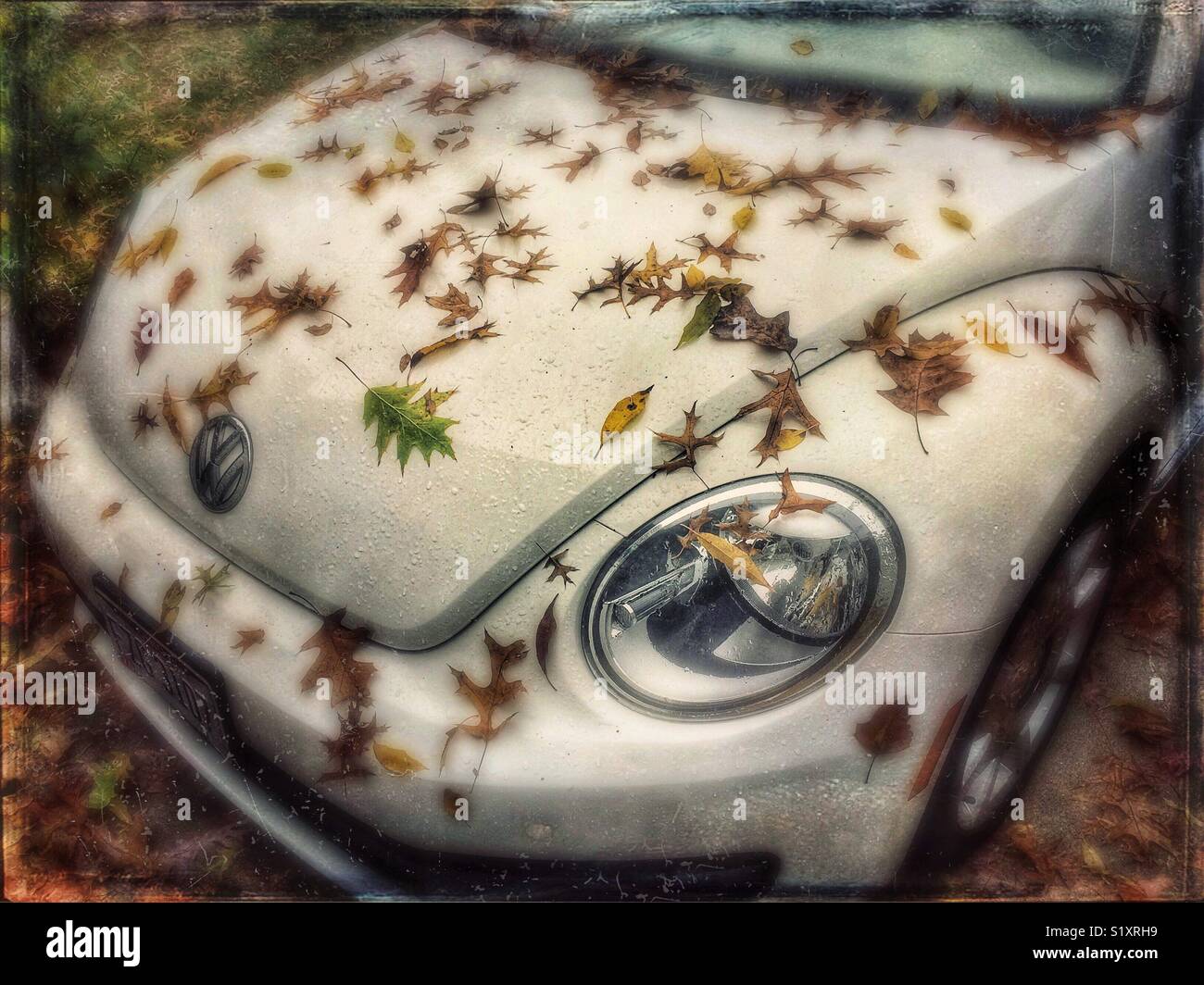 Wet autumn leaves on the hood of a Volkswagen Beetle - Smartphone Captured Stock Image