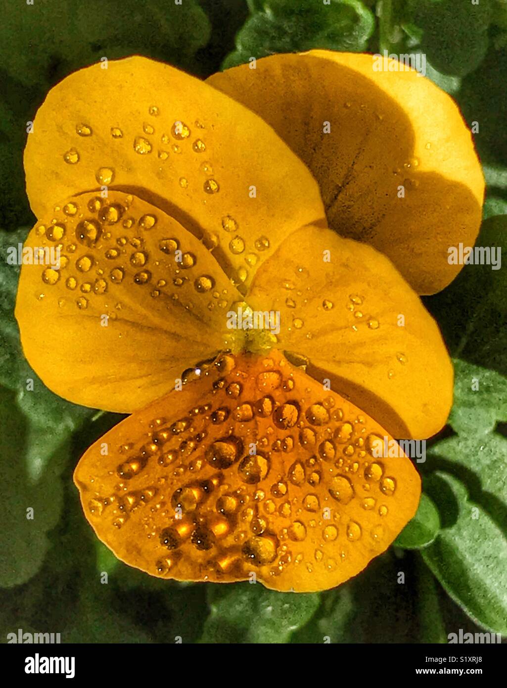 Yellow pansy flower with dew drops in warm morning sunlight, Viola Wittrockiana - Smartphone Captured Stock Image