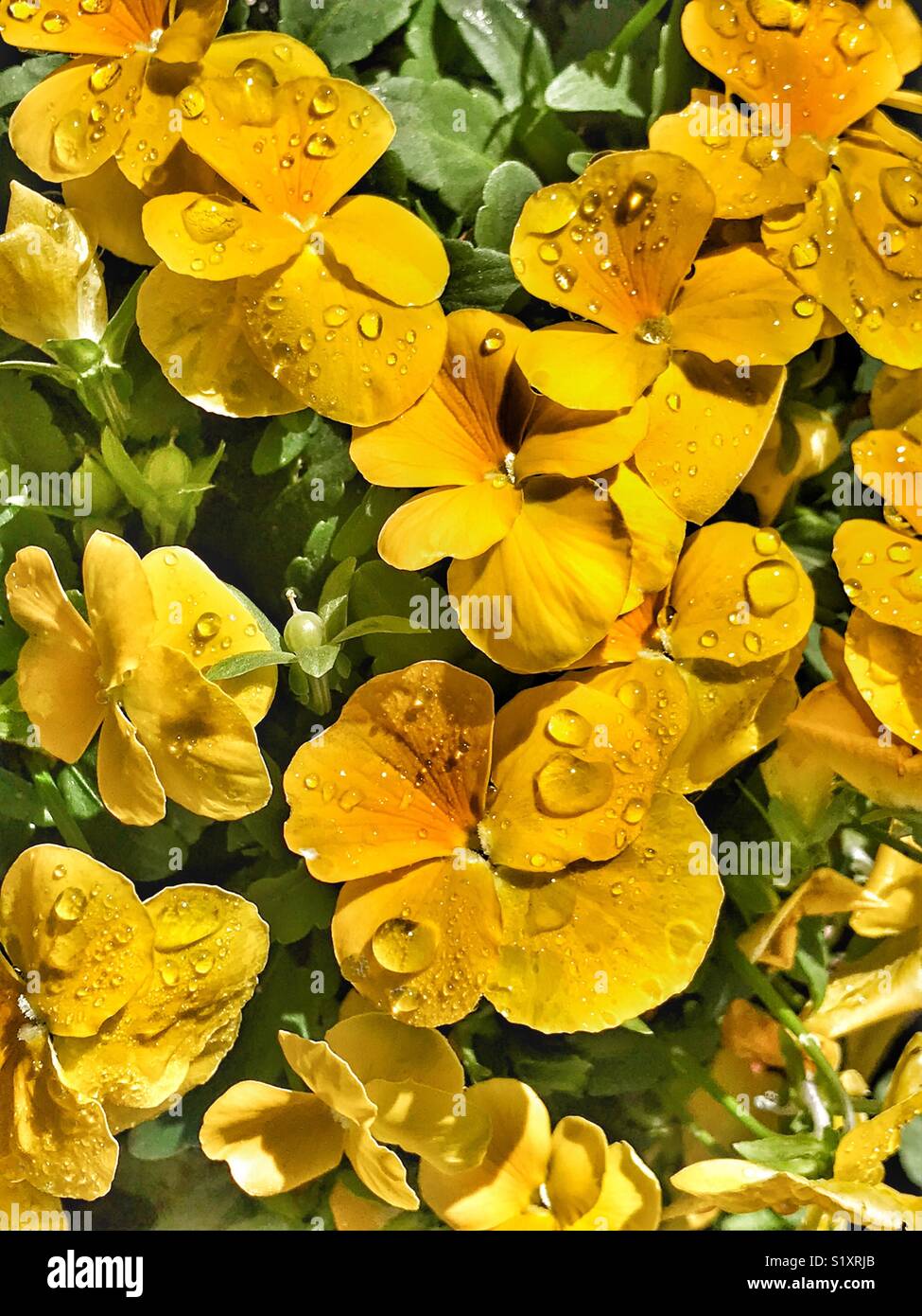 Yellow pansies with dew drops in warm morning sunlight, Viola Wittrockiana - Smartphone Captured Stock Image