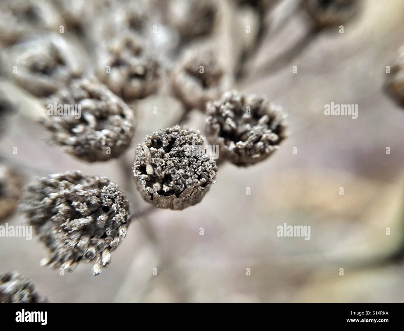 A tiny burnt flower - Smartphone Captured Stock Image
