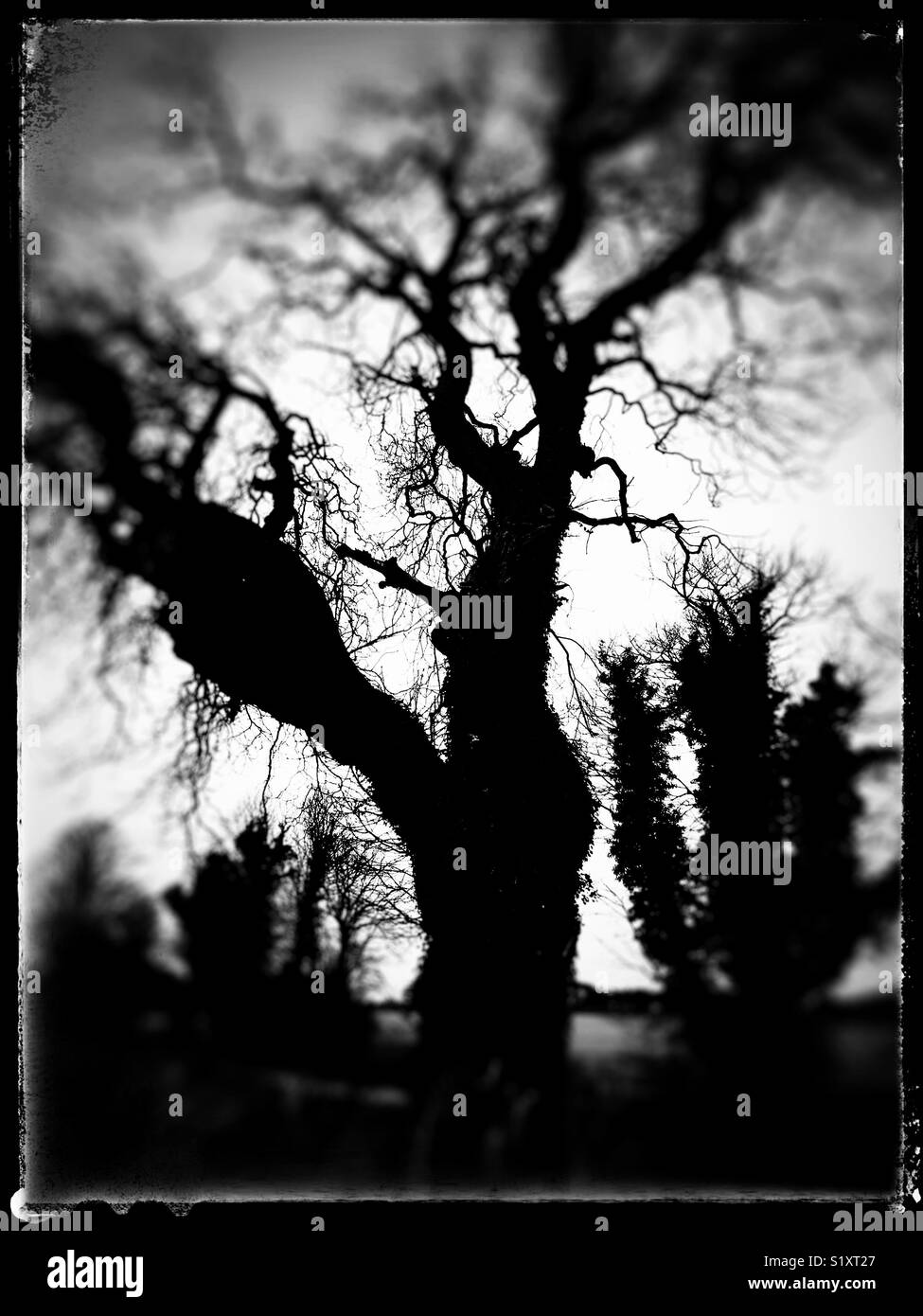 Spooky trees Stock Photo