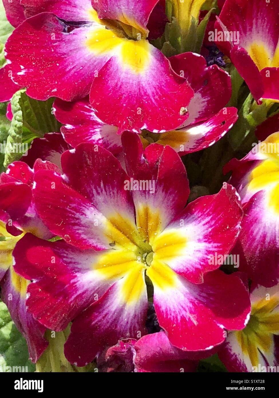Primrose beauty shiny Stock Photo