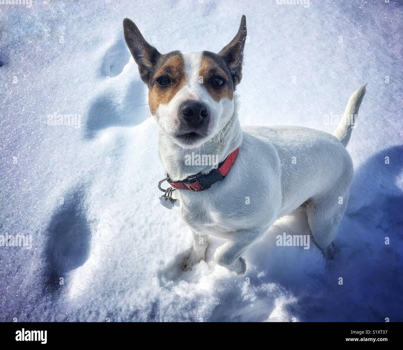 Dog in the snow. Jack Russell Terrier dog looking at the camera with a funny face on a cold sunny winter day. Stock Photo