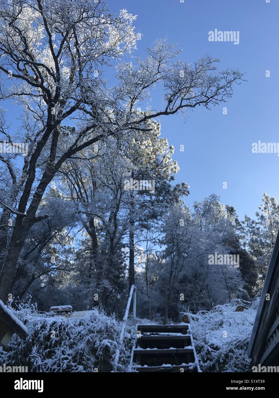 Blue Sky & Snow Covered Trees in the Dawn of Day - Smartphone Captured Stock Image