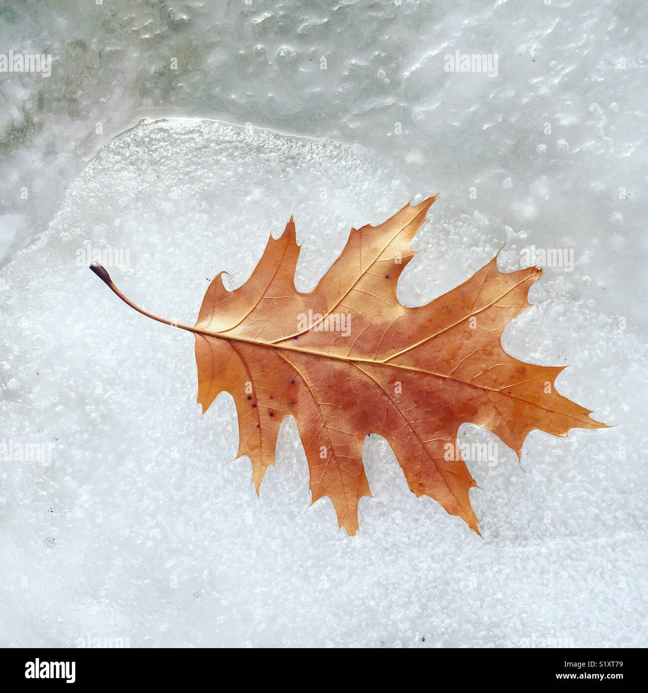 A frozen maple leaf from fall appearing after first snow started to melt by K.R. Stock Photo