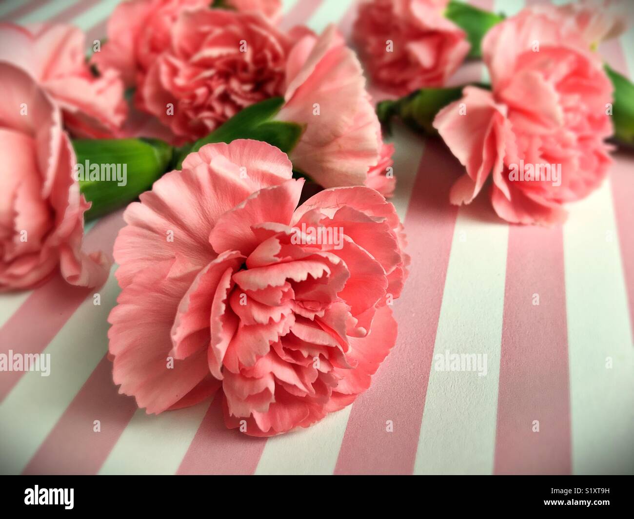 Pink flower white stripe hi-res stock photography and images - Alamy