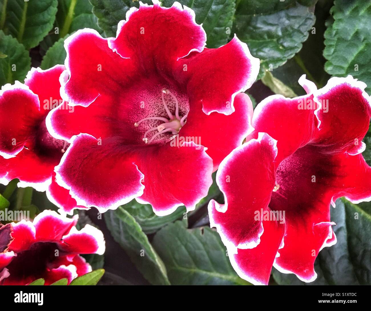 Gloxinia flowers Stock Photo