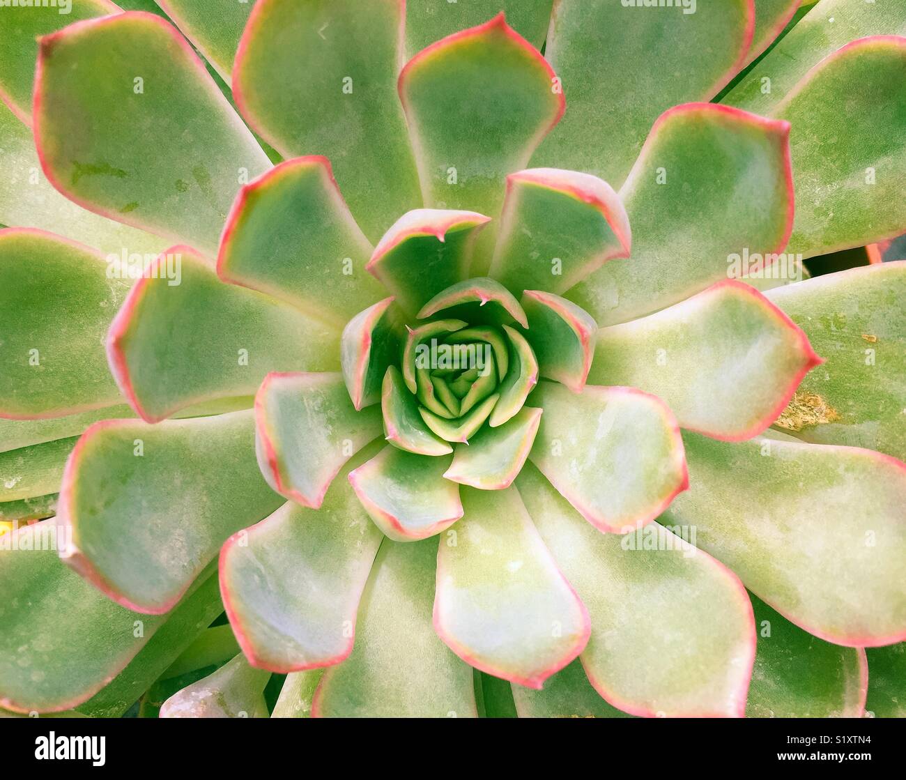 Green Succulent Plant Close Up - Smartphone Captured Stock Image