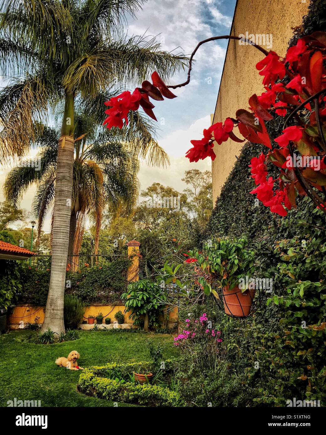 Flowers bloom and a dog relaxes in the evening light in a beautifully landscaped backyard in Ajijic, Mexico. Stock Photo