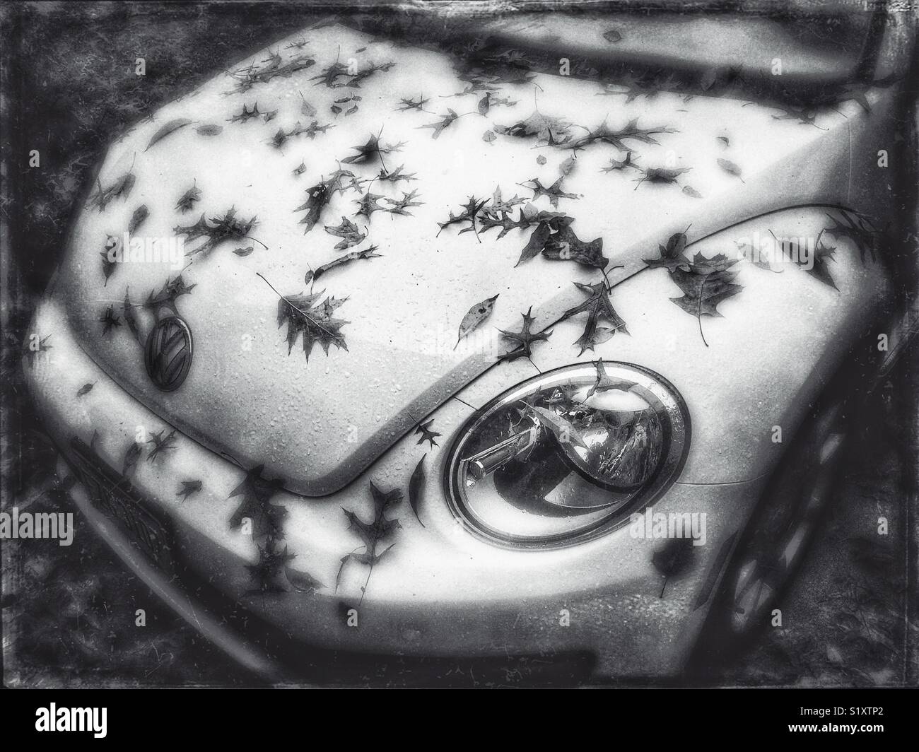 Volkswagen Beetle with wet autumn leaves on hood - Smartphone Captured Stock Image