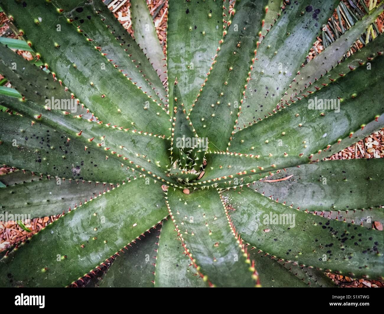 Aloe aculeata plant - Smartphone Captured Stock Image