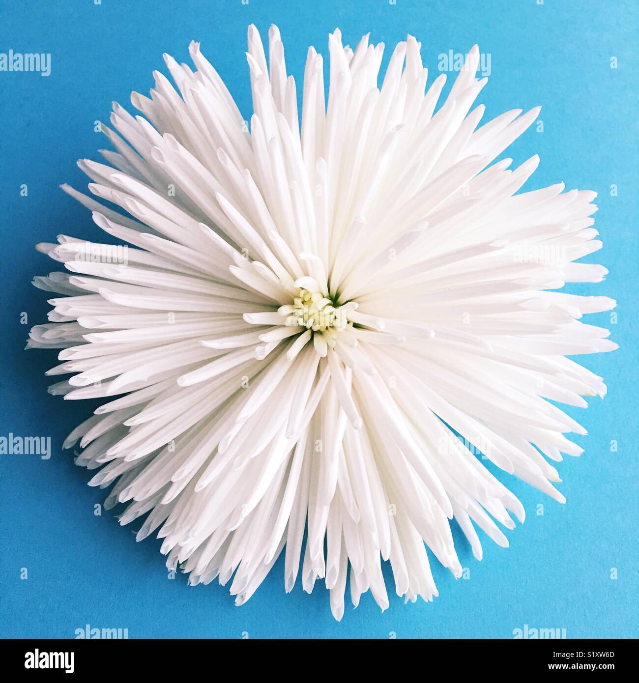 A white spider mum flower on blue background. Stock Photo