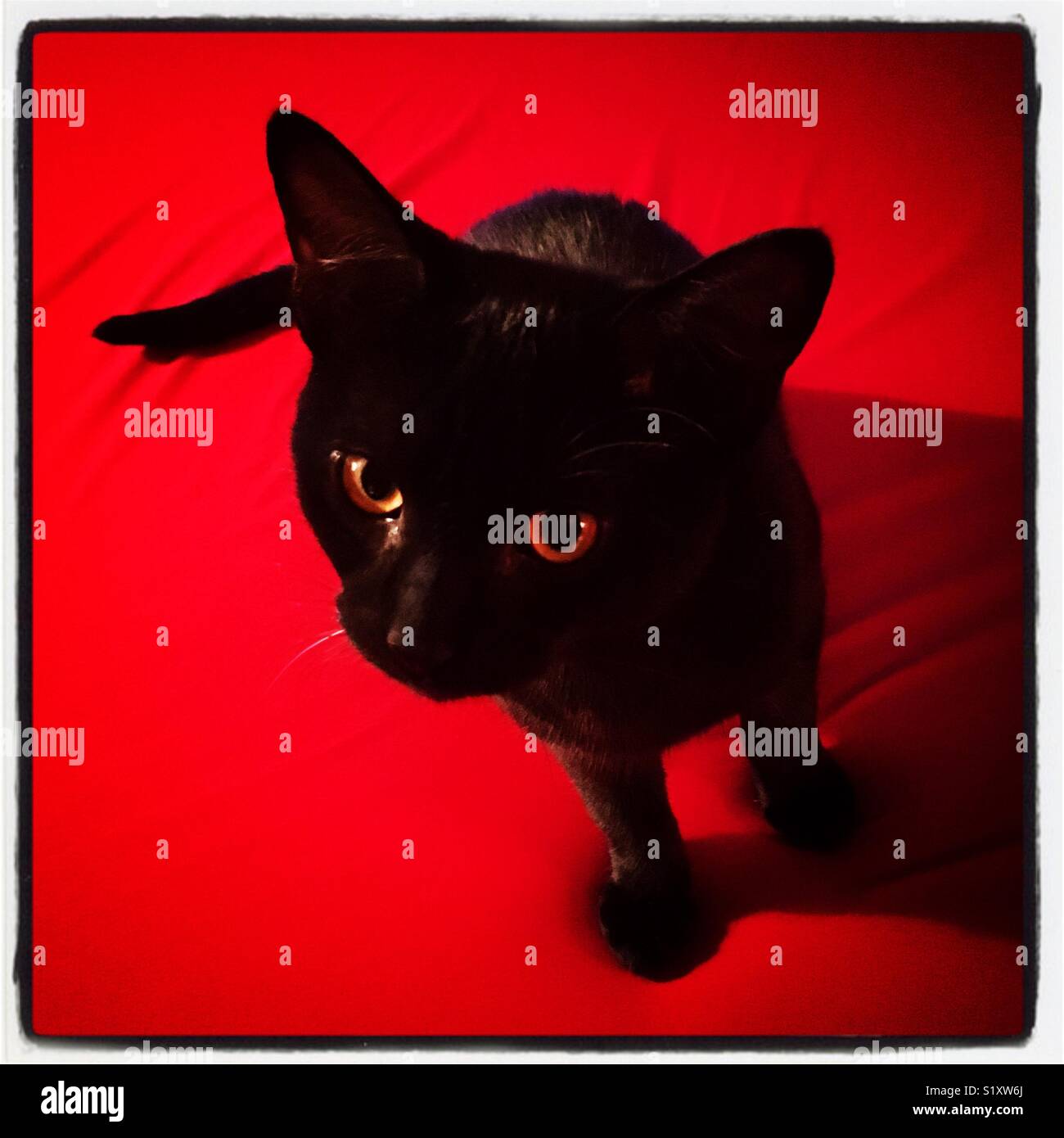 Black Kitten - Smartphone Captured Stock Image