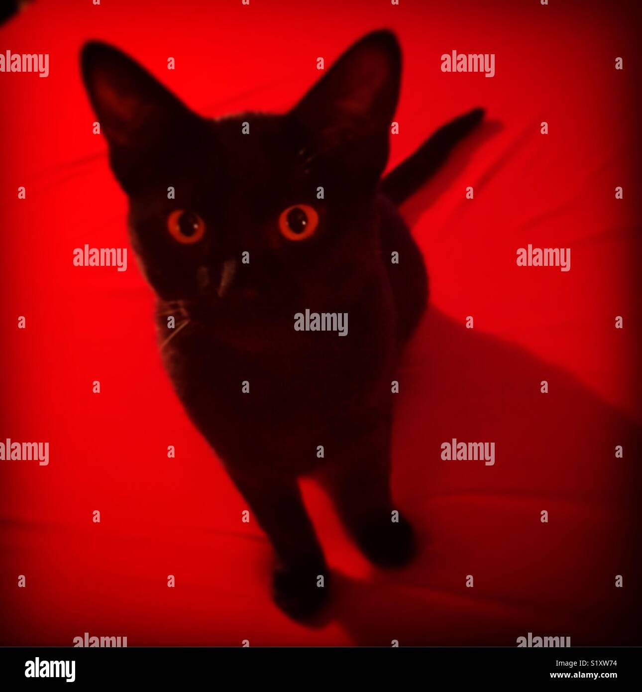 Black kitten - Smartphone Captured Stock Image