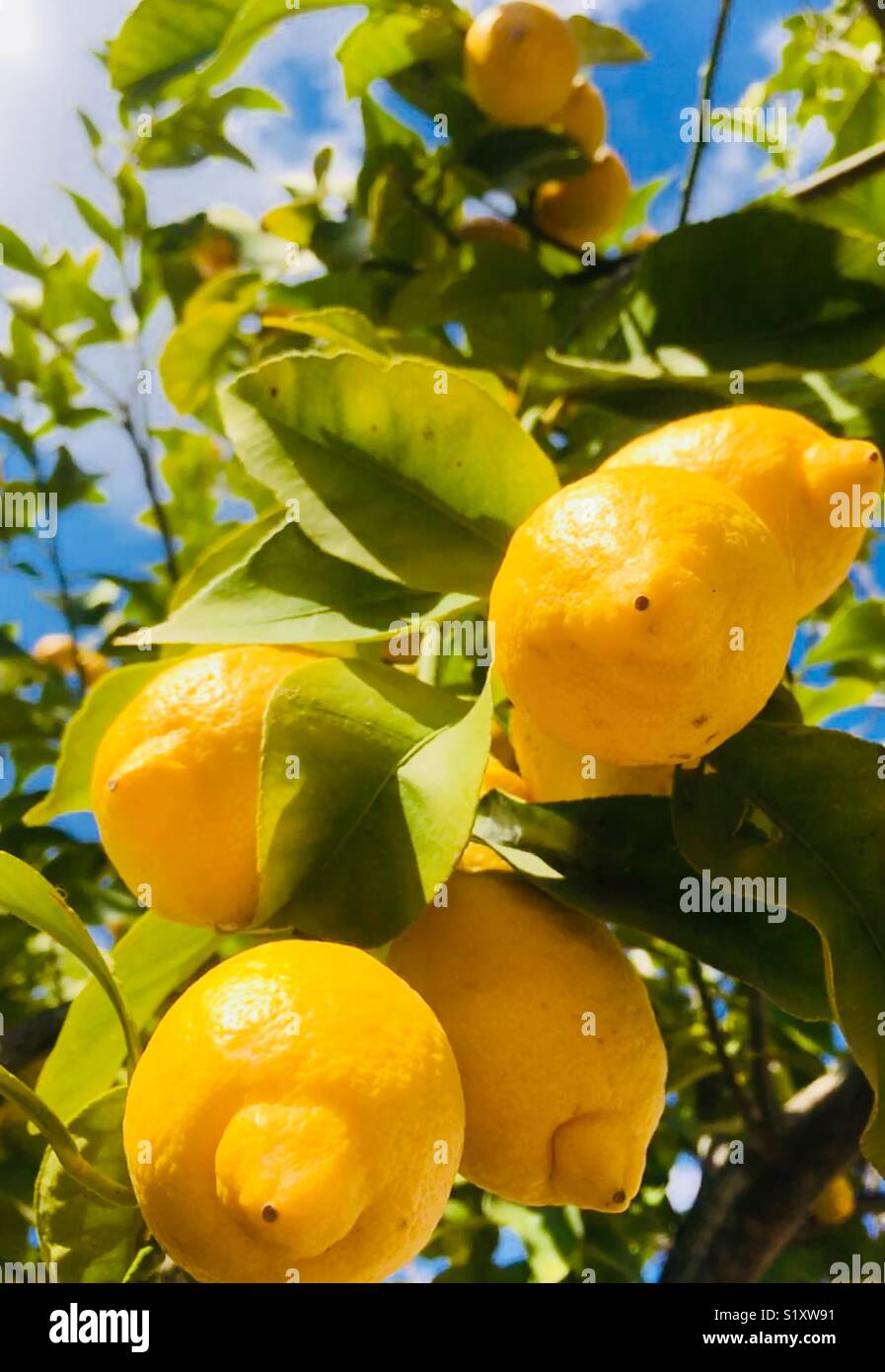 Ripe lemons hi-res stock photography and images - Alamy