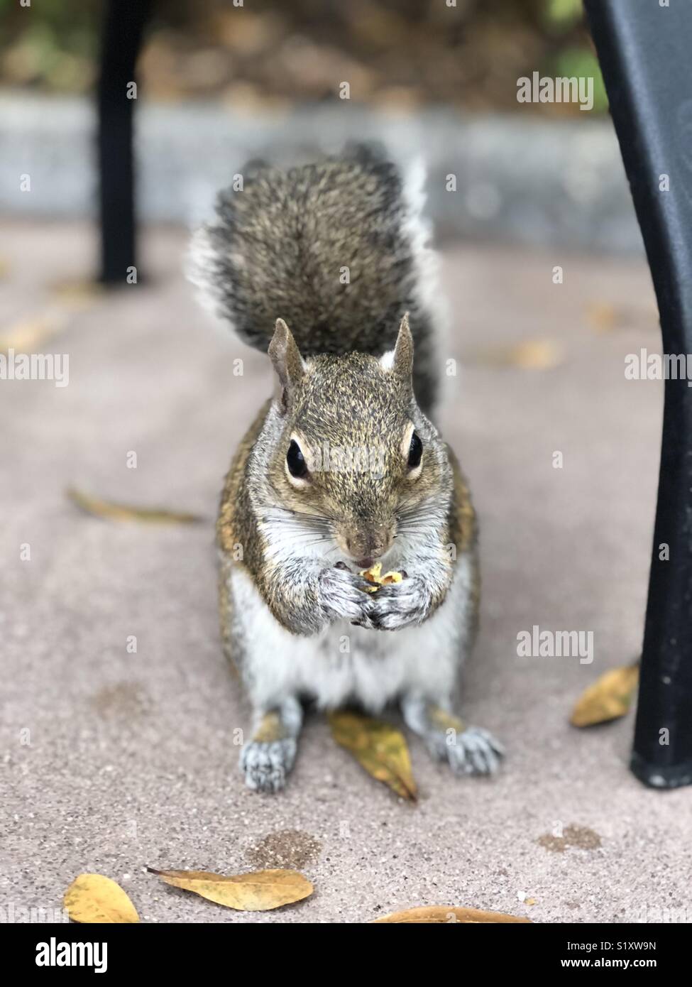 Squirrel eating popcorn Stock Photo Alamy