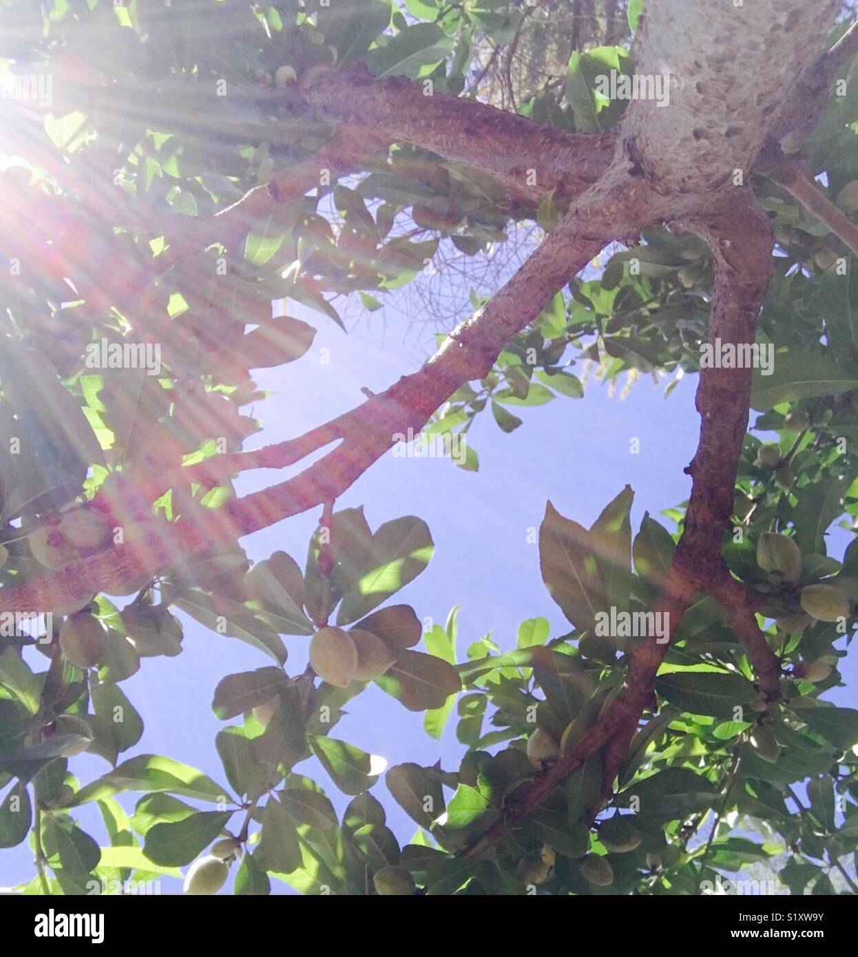 Light shining through trees Stock Photo Alamy