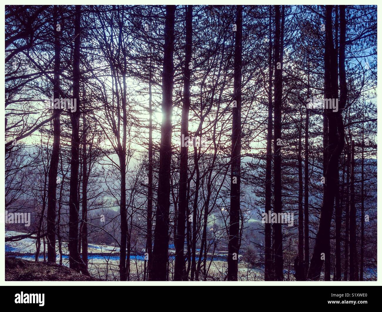 Winter trees with sky in background - Smartphone Captured Stock Image