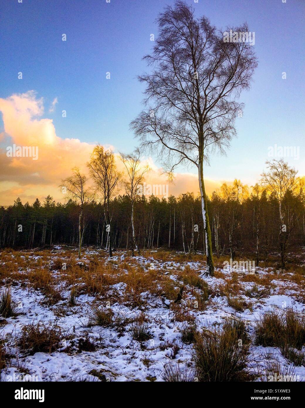 Silver birch trees in winter landscape with snow on ground - Smartphone Captured Stock Image