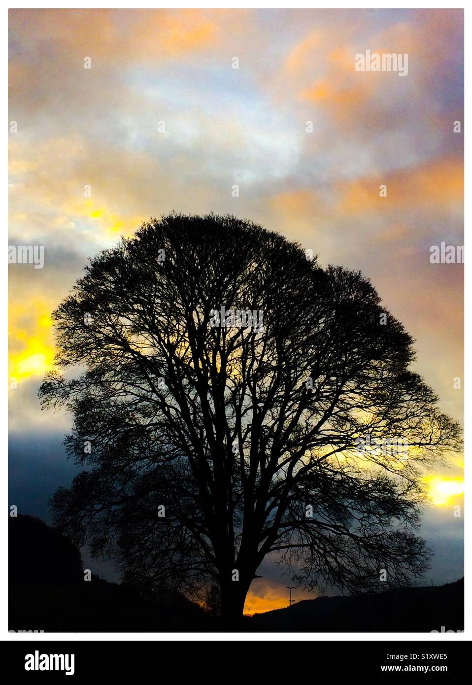 Silhouette of winter tree with sky behind - Smartphone Captured Stock Image