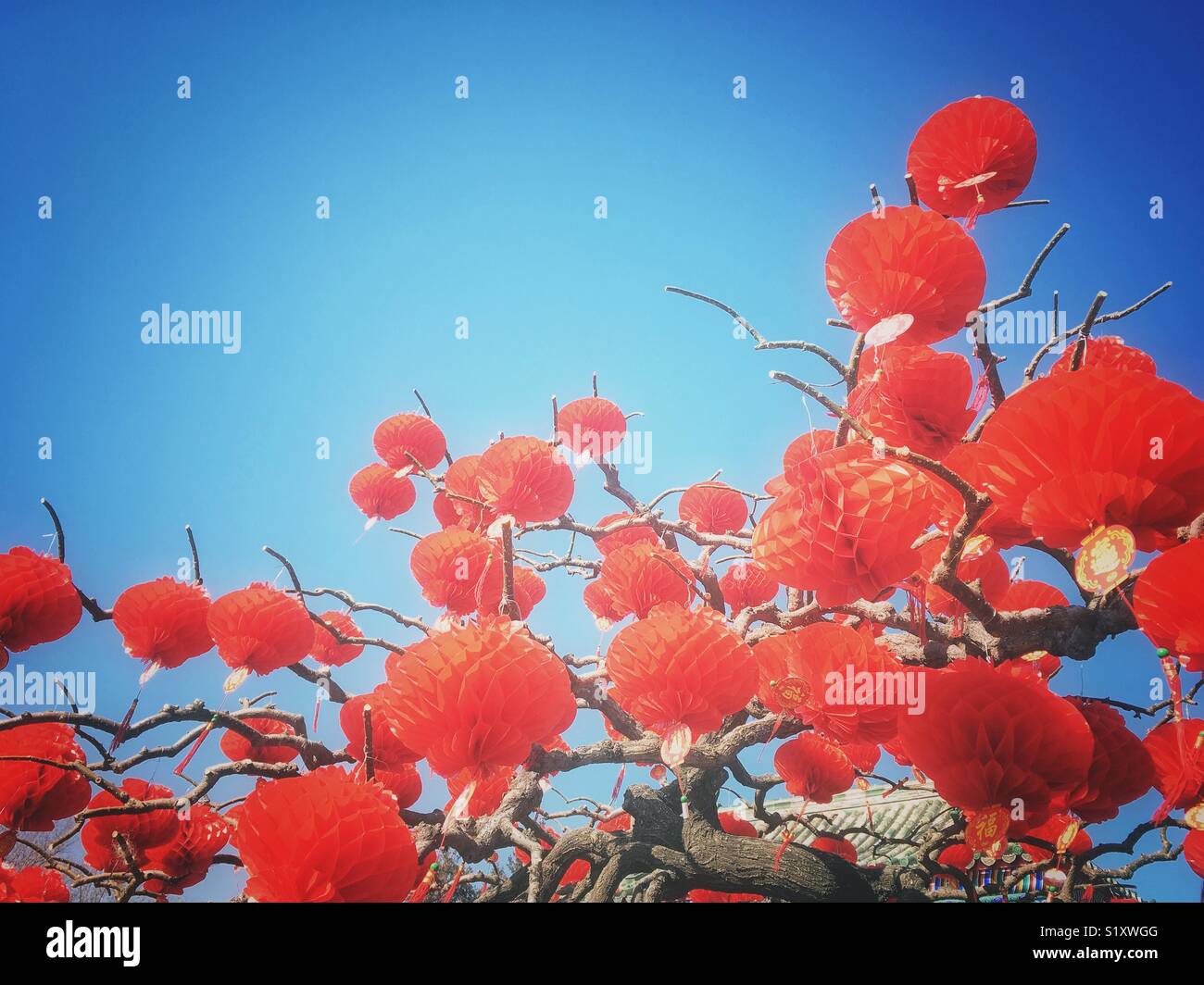 Red lanterns on a tree. Traditional decoration of Lunar New Year. Stock Photo