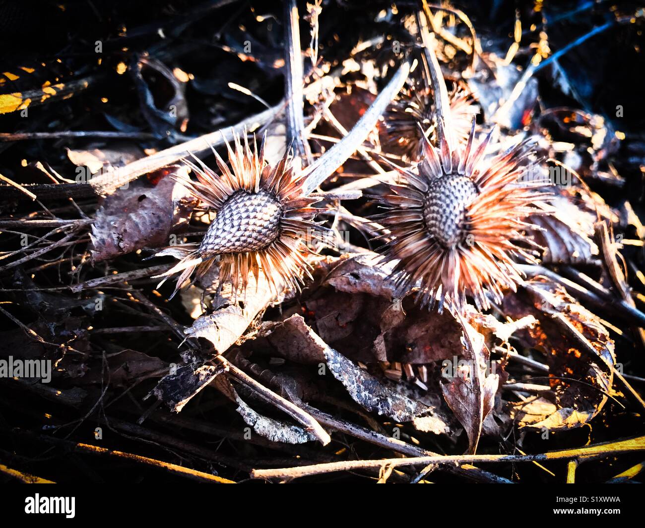 Dried thistle heads Stock Photo - Alamy