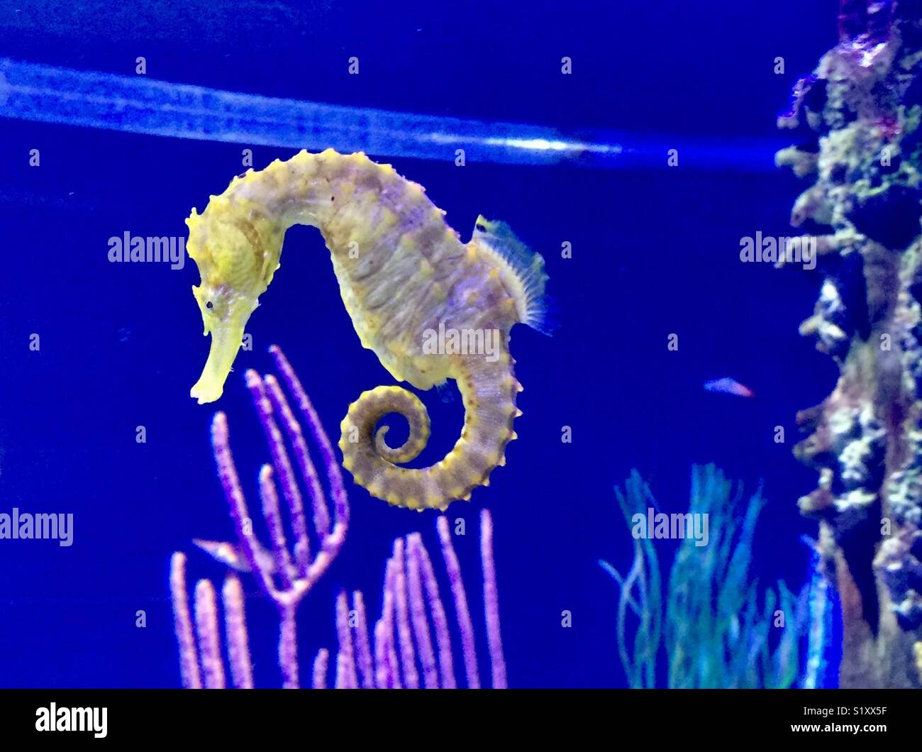 Seahorse closeup swimming in saltwater tank Stock Photo Alamy