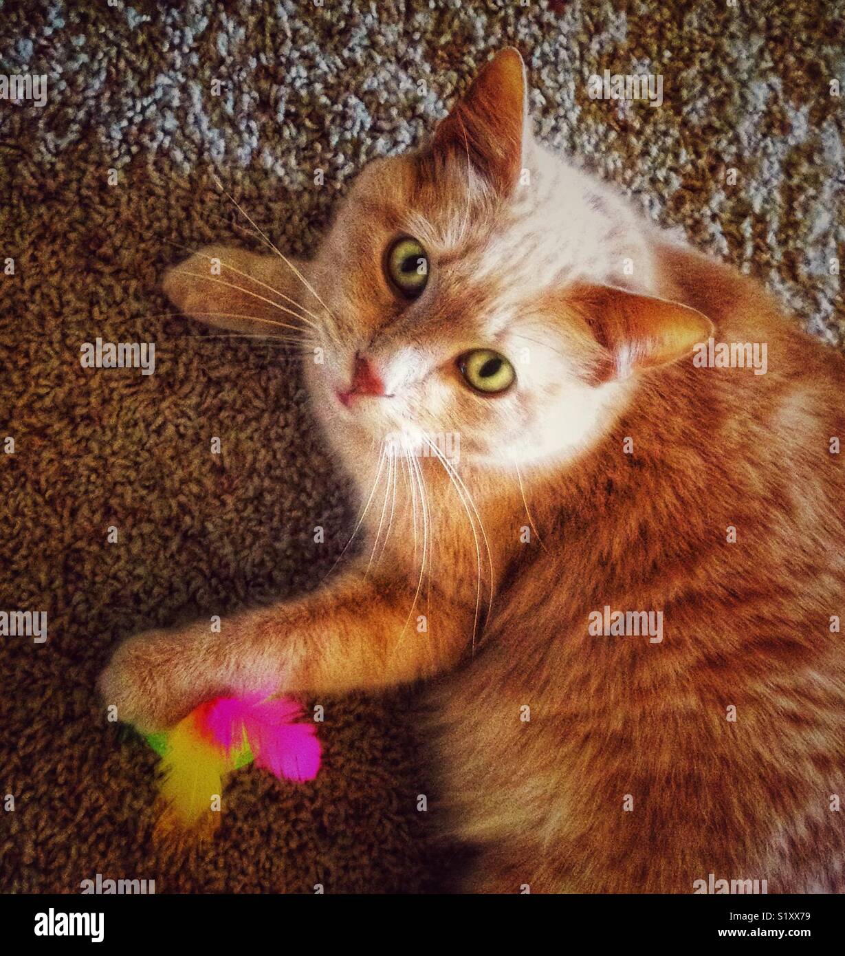 Cat with toy and intense stare Stock Photo